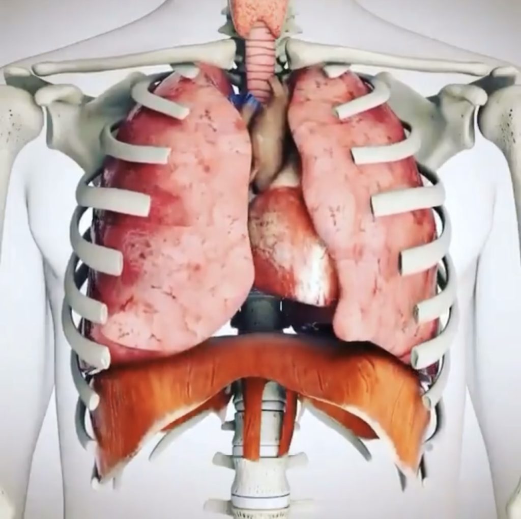 構造上から考える呼吸器の弛緩法